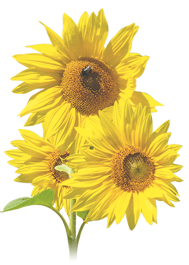 3 Sonnenblumen mit Hummel